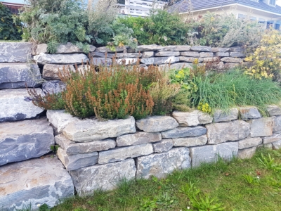 Natursteinmauer Biodiversität