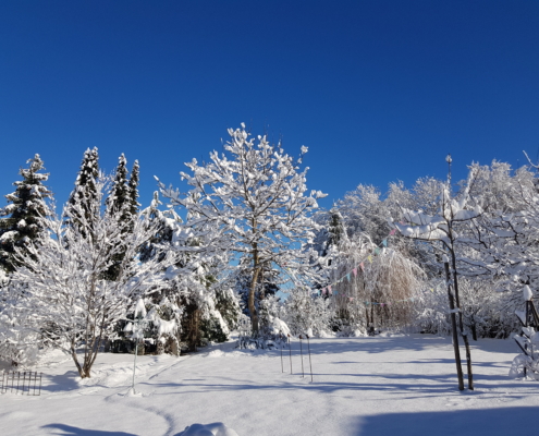 Winterschnitt Gartenbau