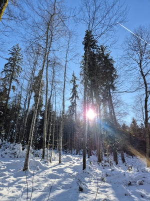 Winterschnitt Sonderrabatt