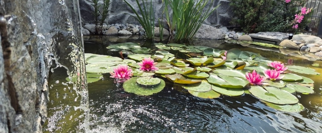 Schwimmteich Schwarzenburg