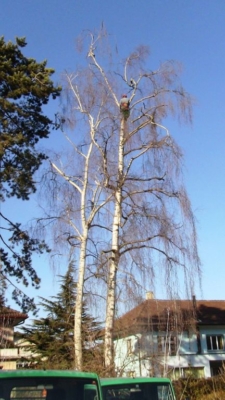 Grossbaumschnitt