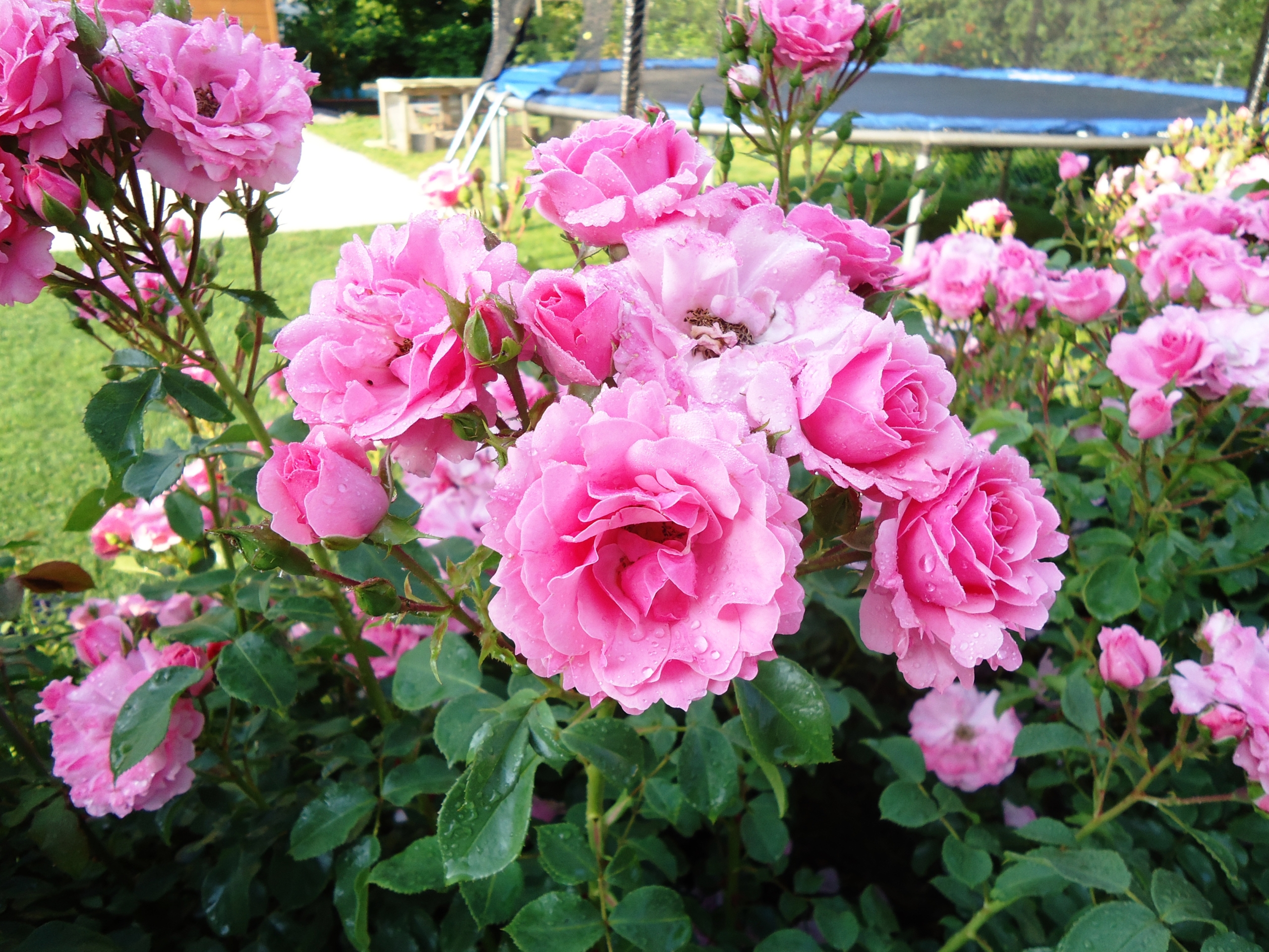 Rosenpflege