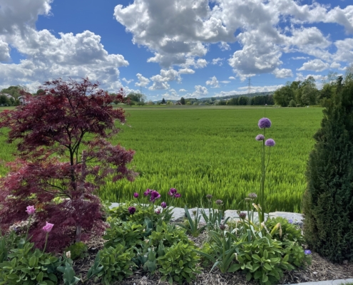 Bepflanzung Gartenbeet