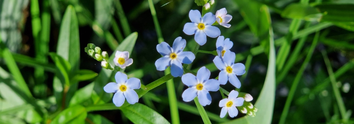 Friedhof Wahlern Schwarzenburg Grabpflege