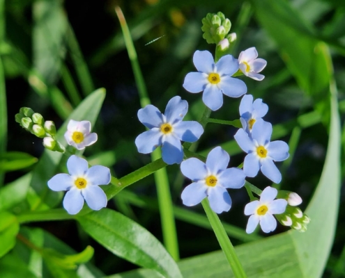 Friedhof Wahlern Schwarzenburg Grabpflege