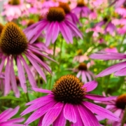 Blütenstauden Rudbeckia