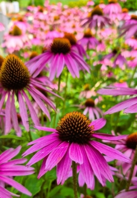 Blütenstauden Rudbeckia