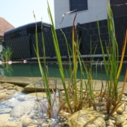 Schwimmteich ohne Technik Ammerzwil