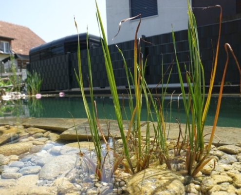 Schwimmteich ohne Technik Ammerzwil