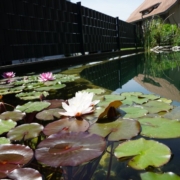 Schwimmteich ohne Technik Ammerzwil
