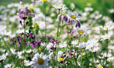 Blumenwiese Biodiversität